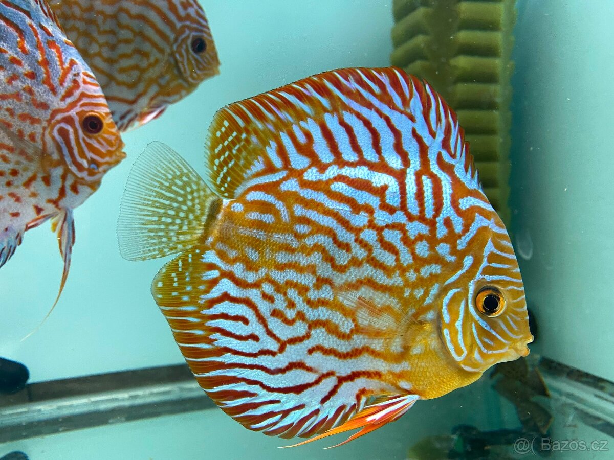 Terčovci, discus - 4