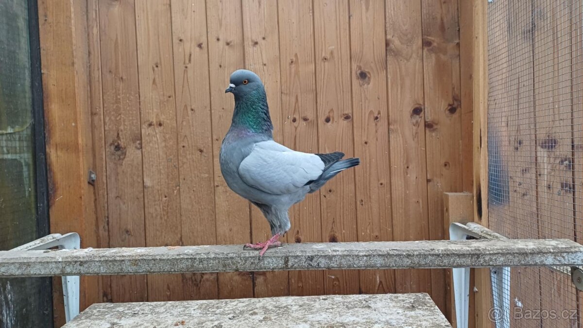 Holubi _ modenky - 4