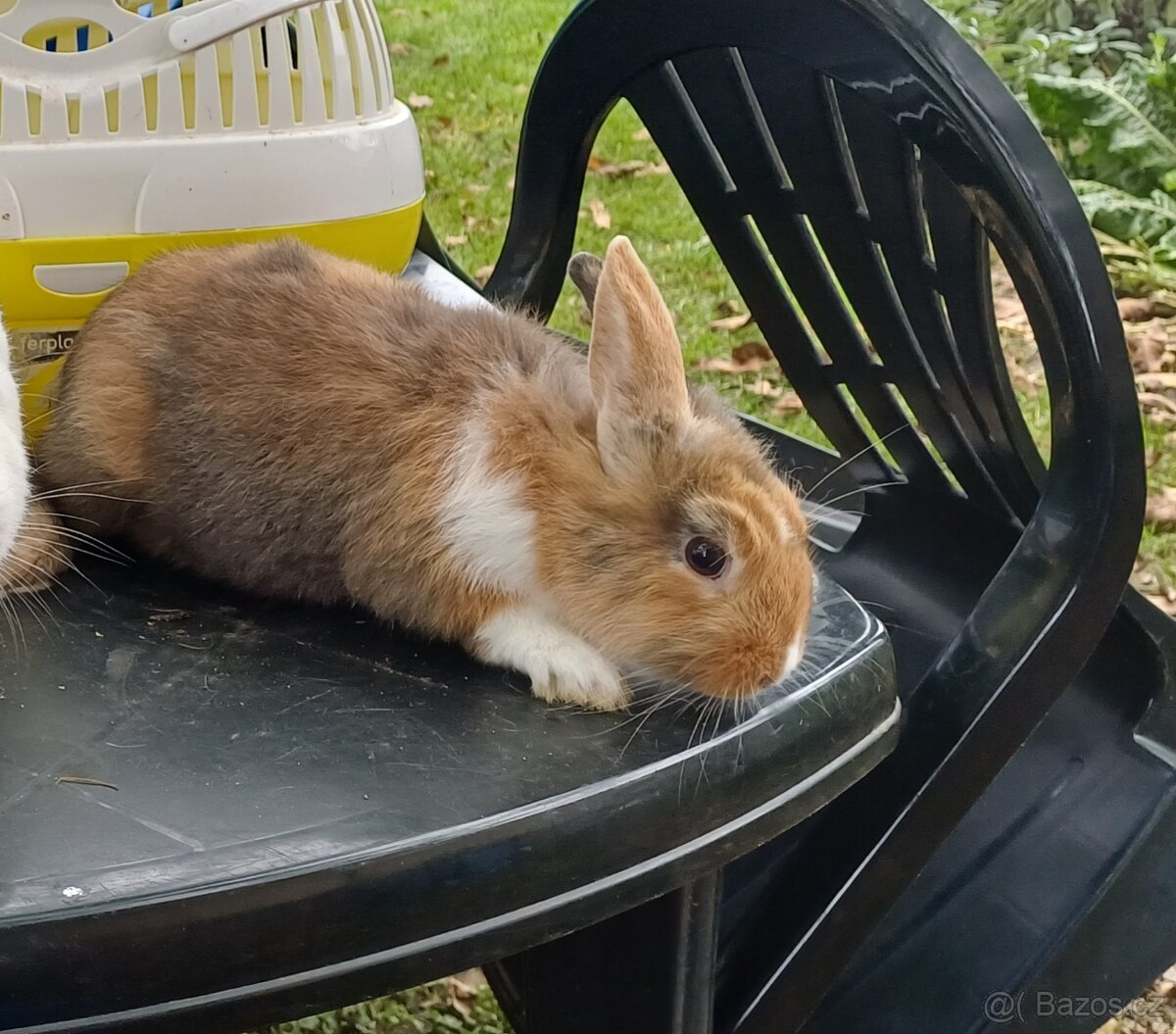 Zakrslý králíček - 4