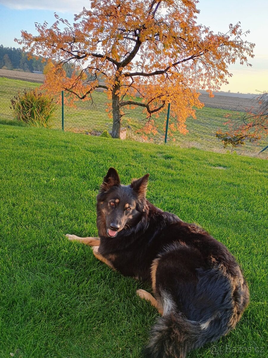 Štěňata - Kříženci Chodského psa - 4