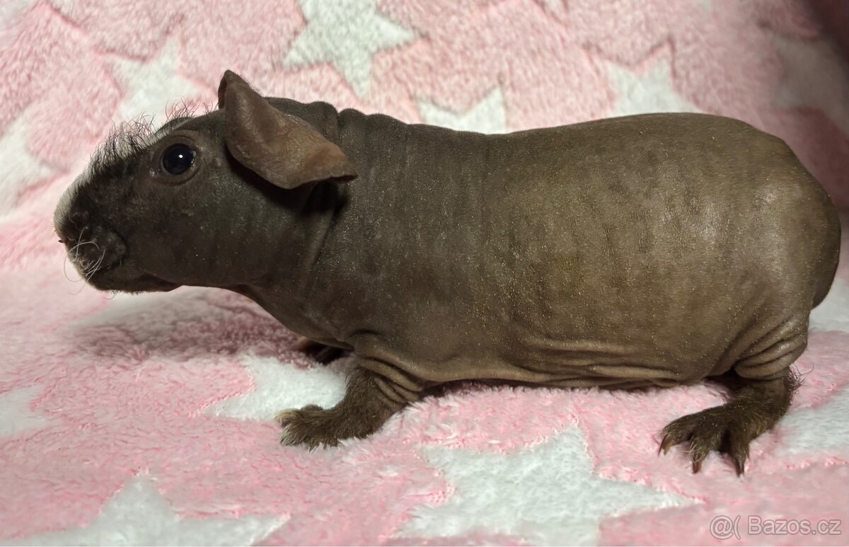 Skinny morče, samec s PP - 4