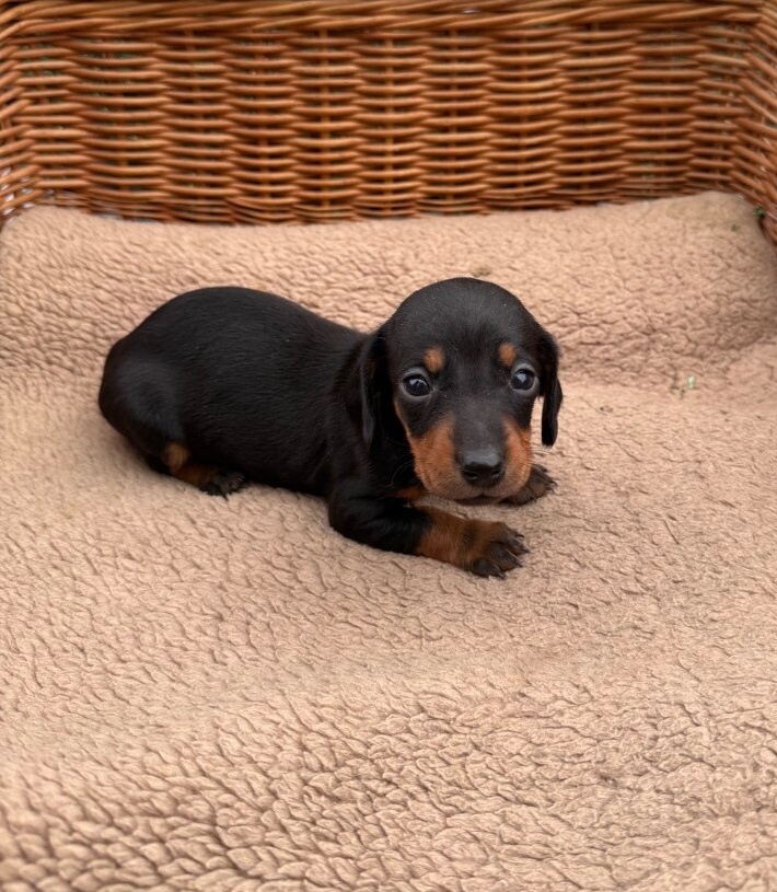 Jezevčík trpasličí hladkosrsty - 4