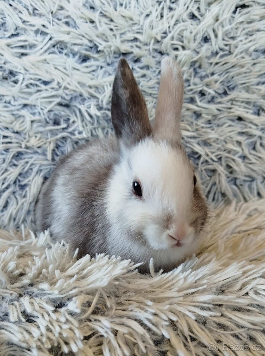 Zakrslý králík - 4