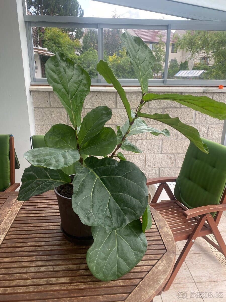 Fíkus Lyrata 120 cm, pokojová rostlina. - 4