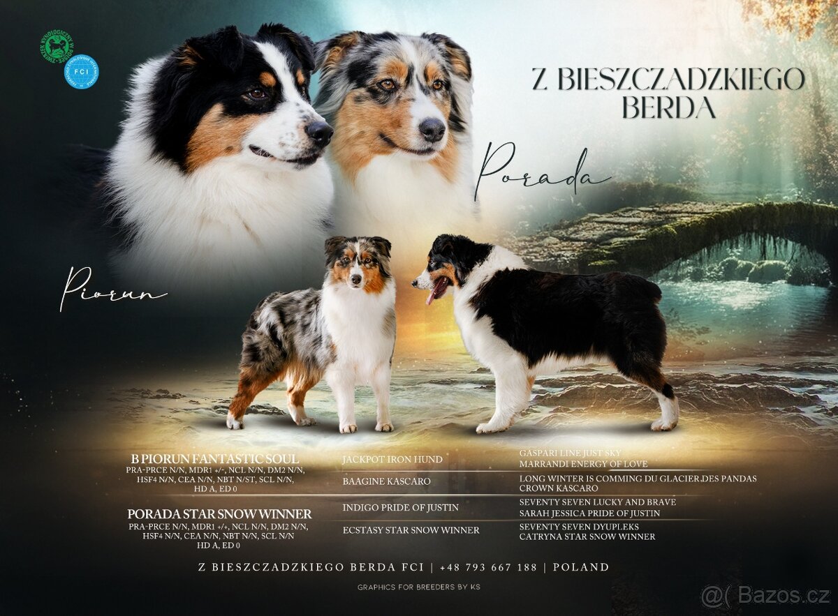 Australský ovčák - 4