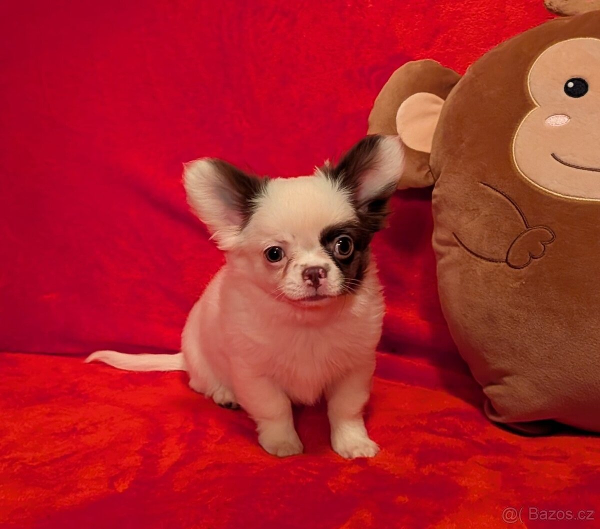 Čivava dlouhosrstá s PP- pejsci a fenky - 4