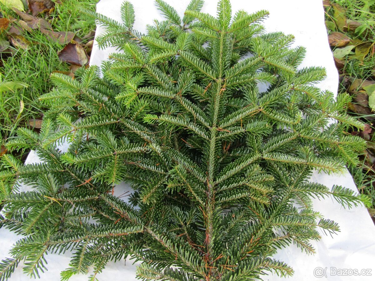 Ozdobné chvojí - 4
