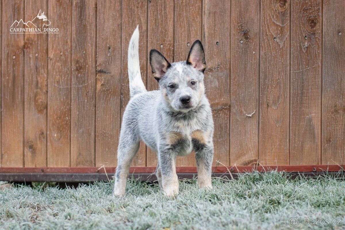 Australský honácký pes - s PP - 4