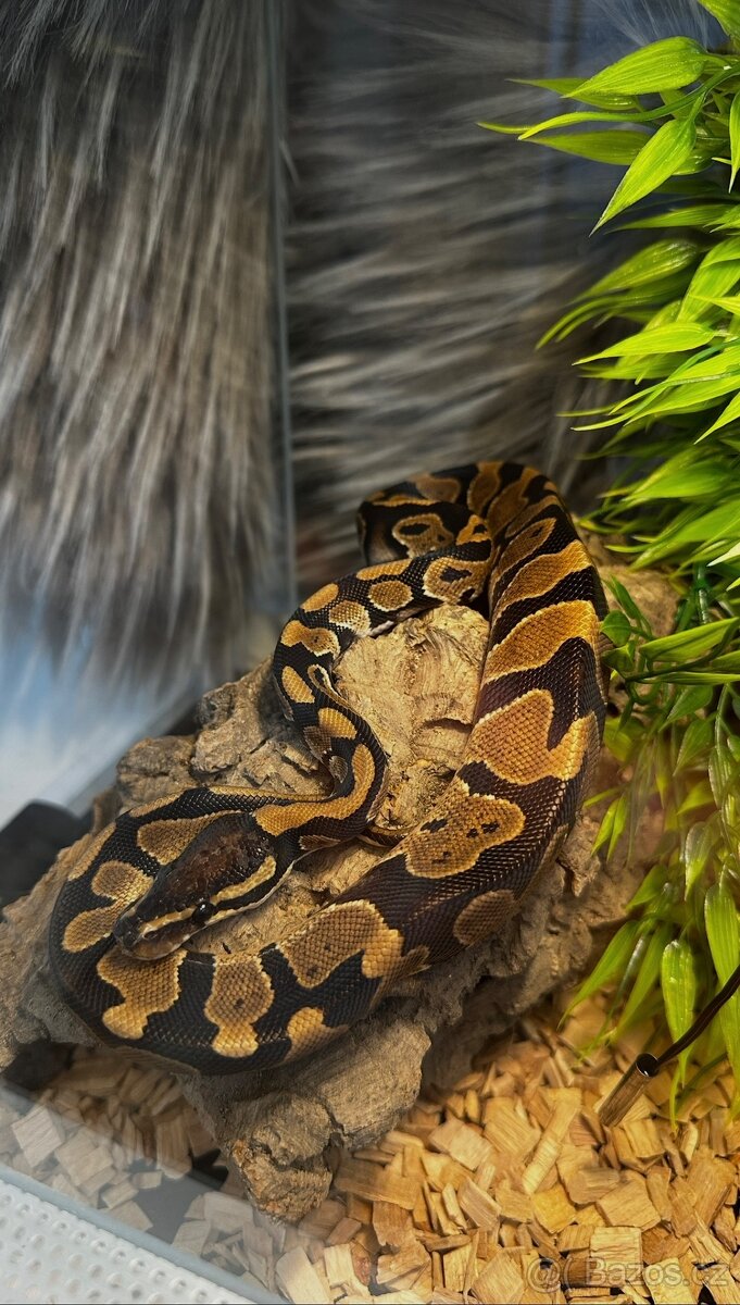 Krajta Královská - 4