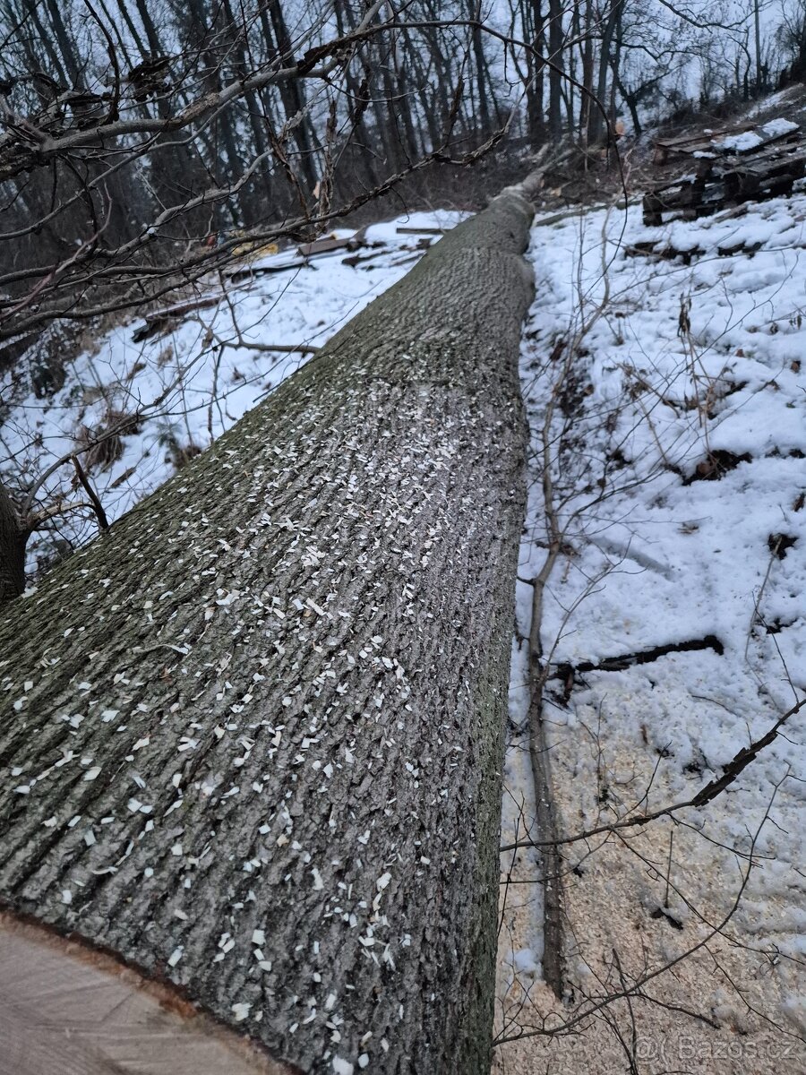 KMEN LÍPY kulatina - 4