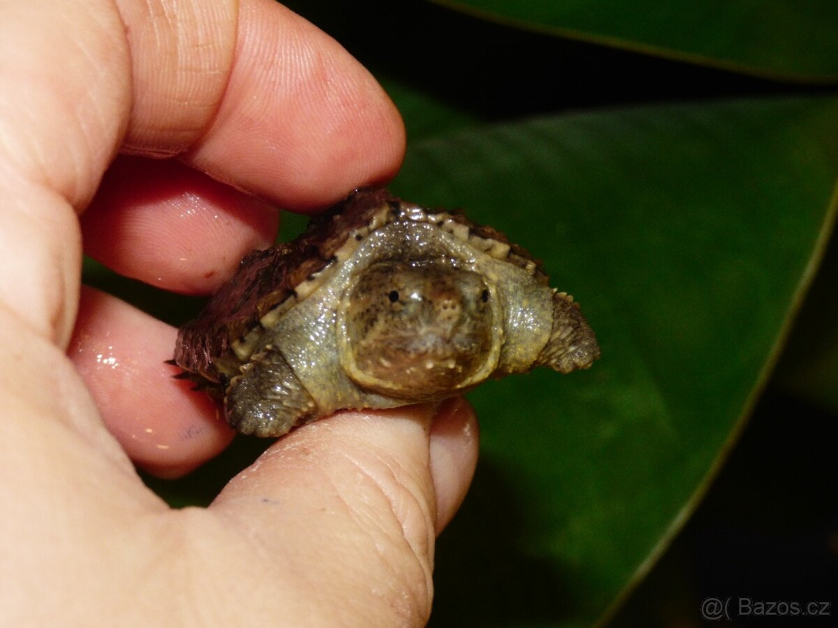 Kajmanka dravá (Chelydra serpentina) - 4