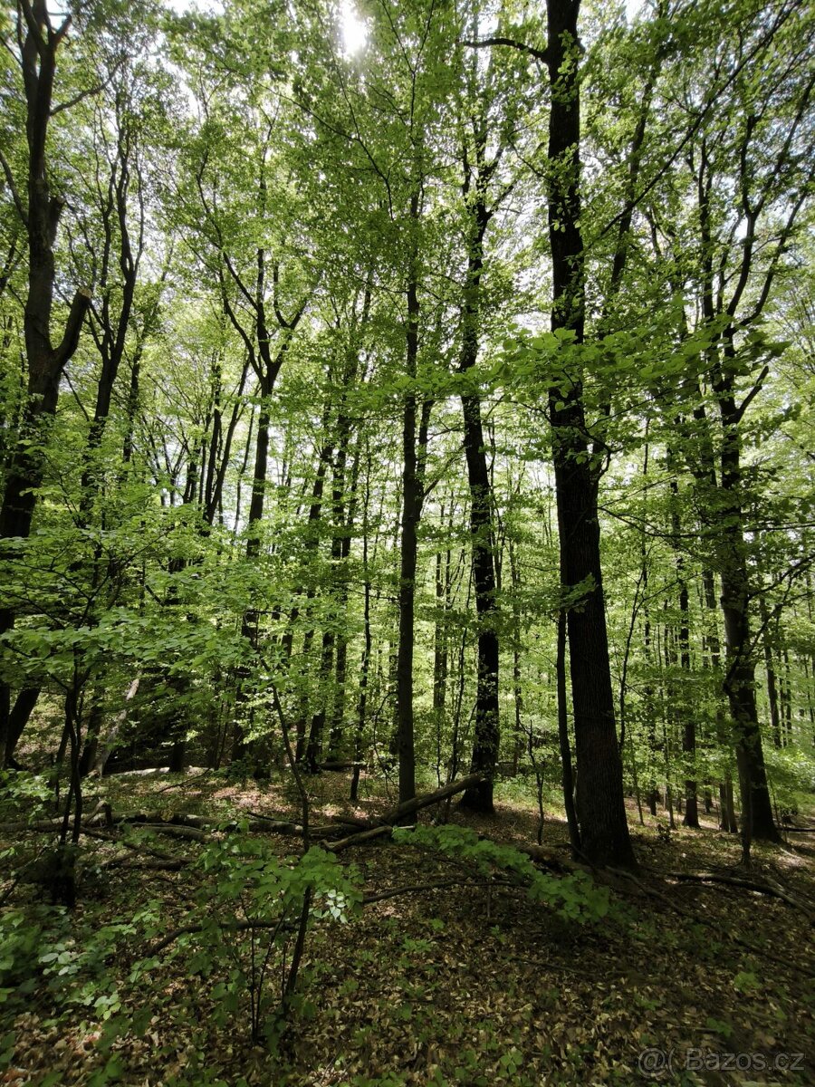 Prodej pozemků k.ú. Lhotsko - 4