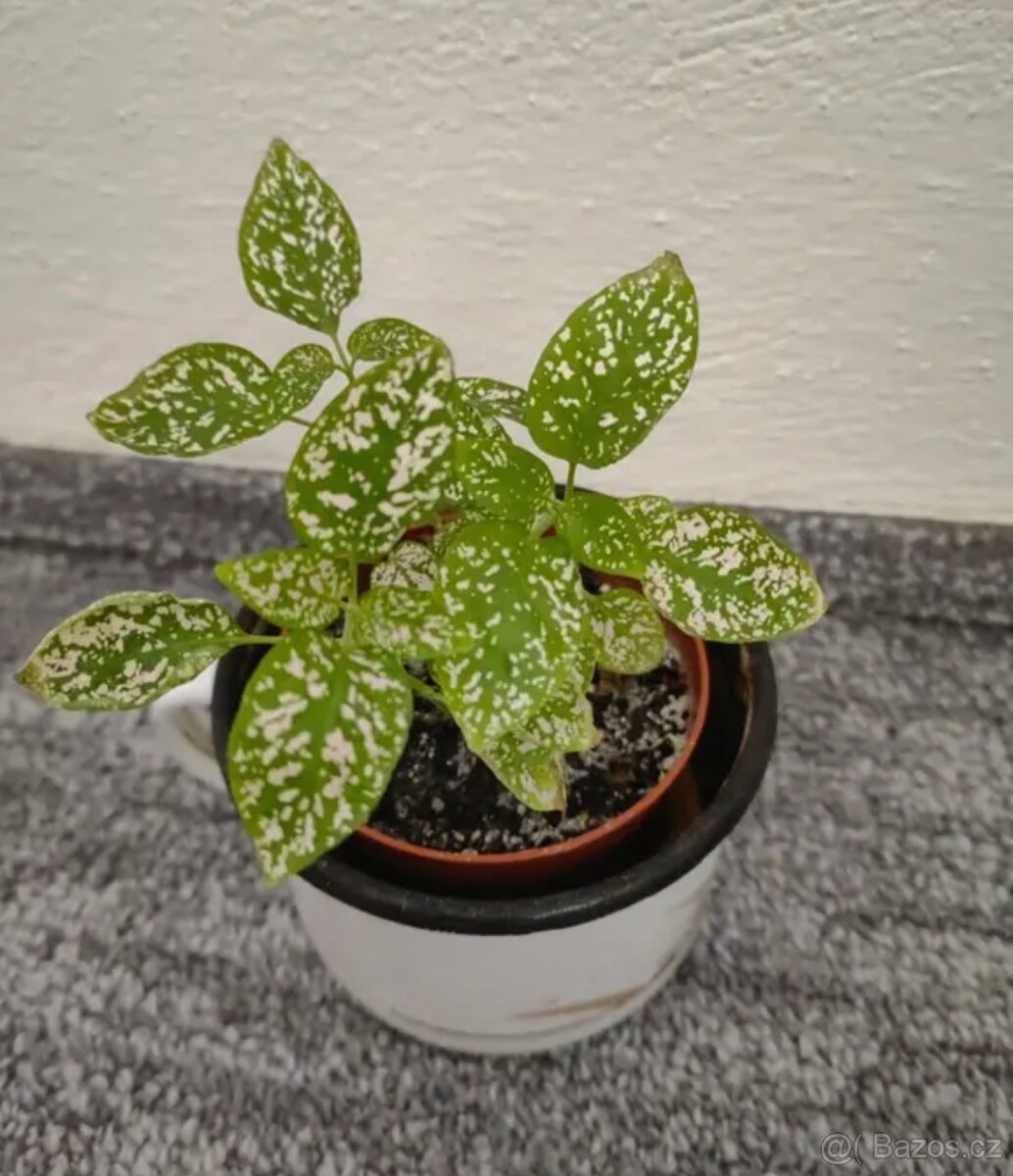 Pokojové rostliny - 4