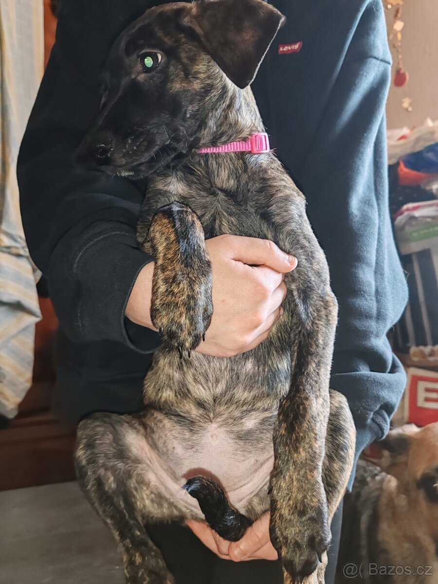 Štenata kříženci - 4