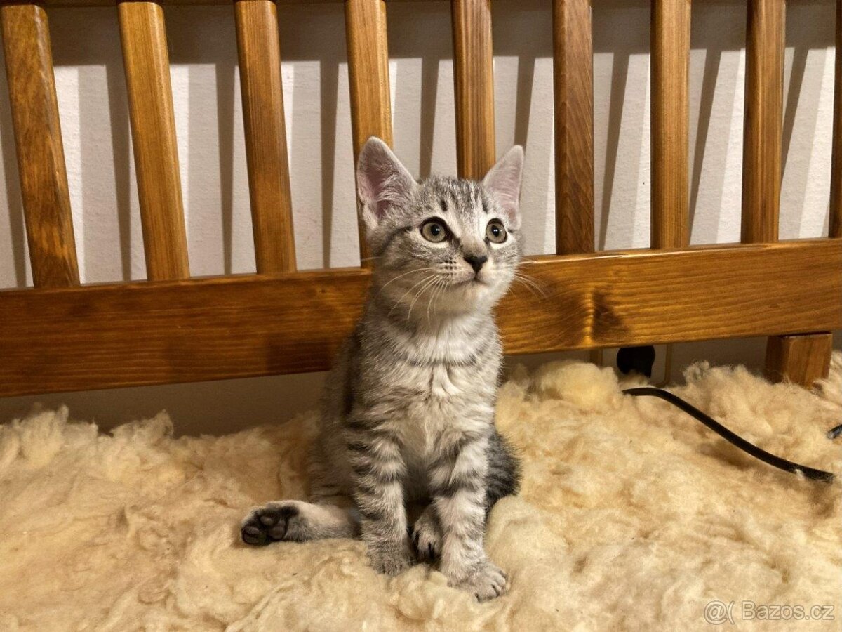 Daruji kotě - 4