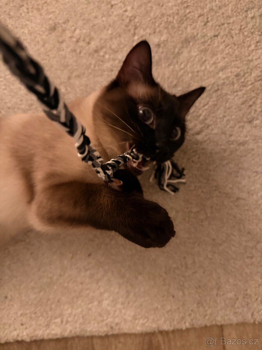 Daruji siamského kocourka bez PP do dobrých rukou - 4