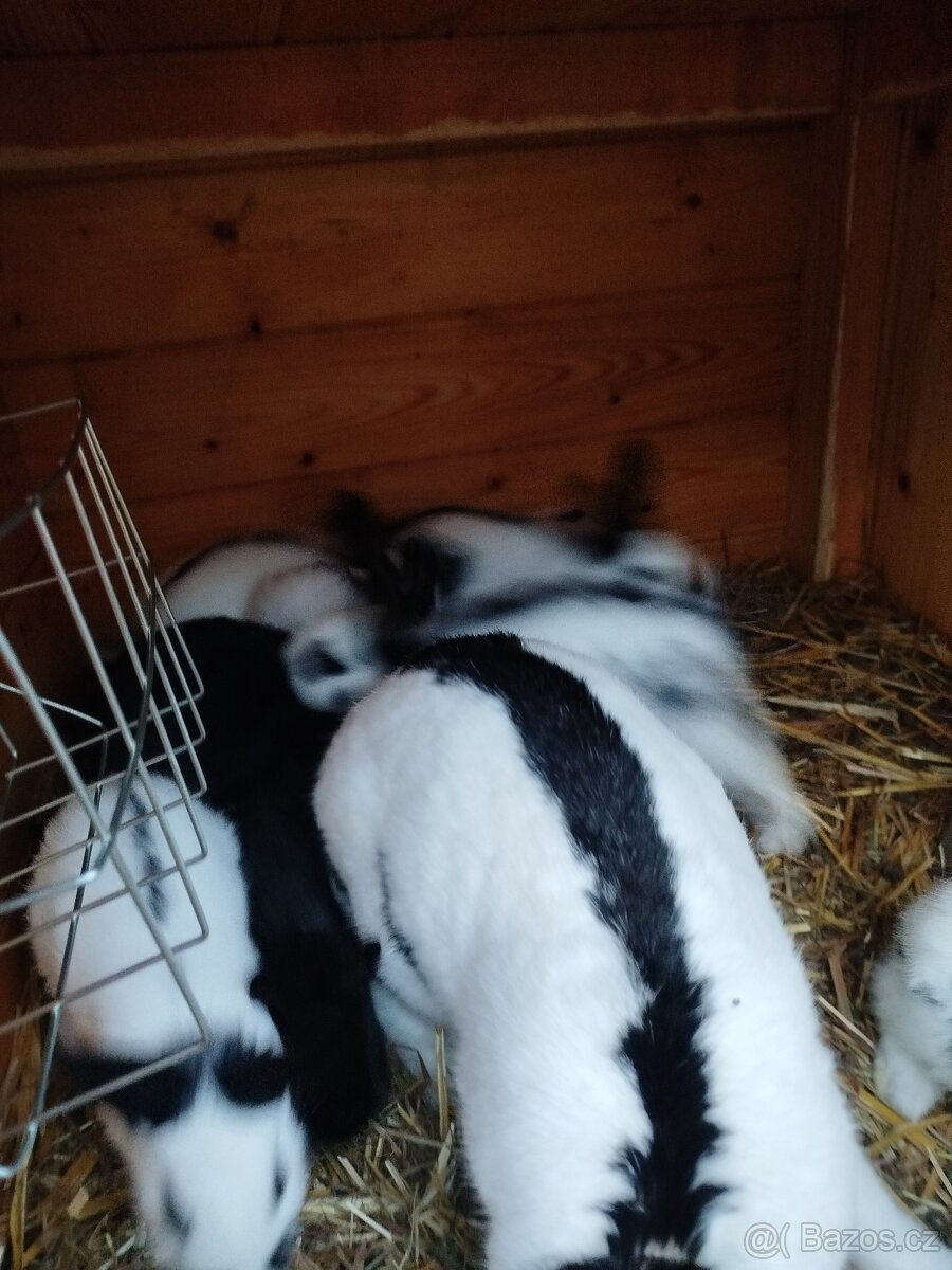 Králík plemeno Český strakáč - 4