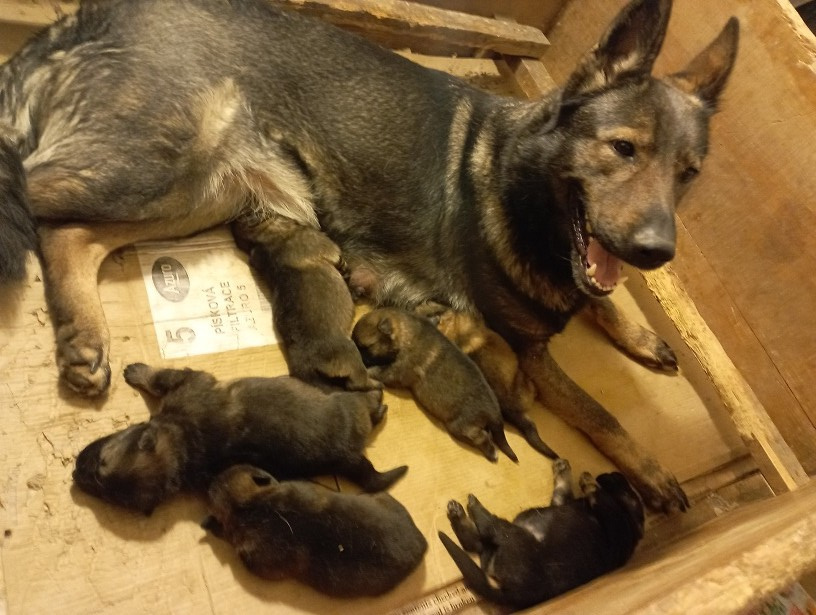 Německý ovčák štěnata s PP - 4