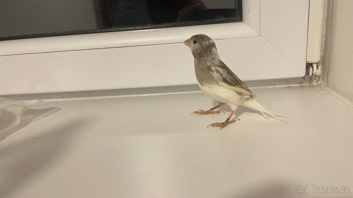 Prodám kanárka samička - 4