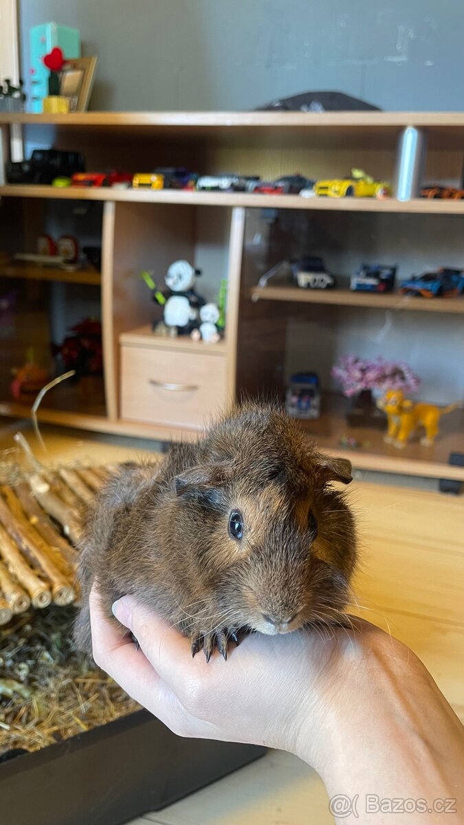 Prodej morčátka - 4