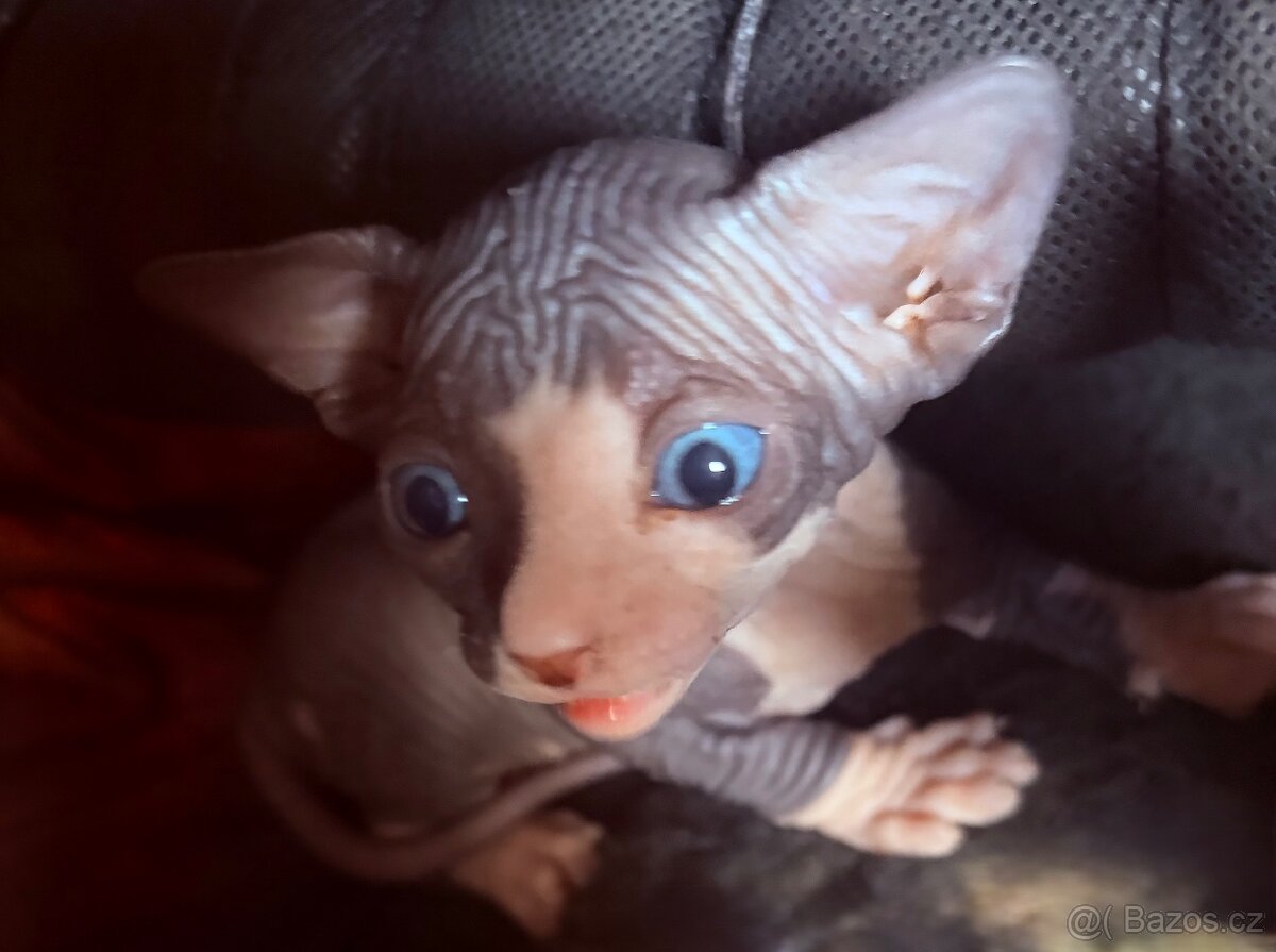 Kanadský Sphynx bez PP - 4
