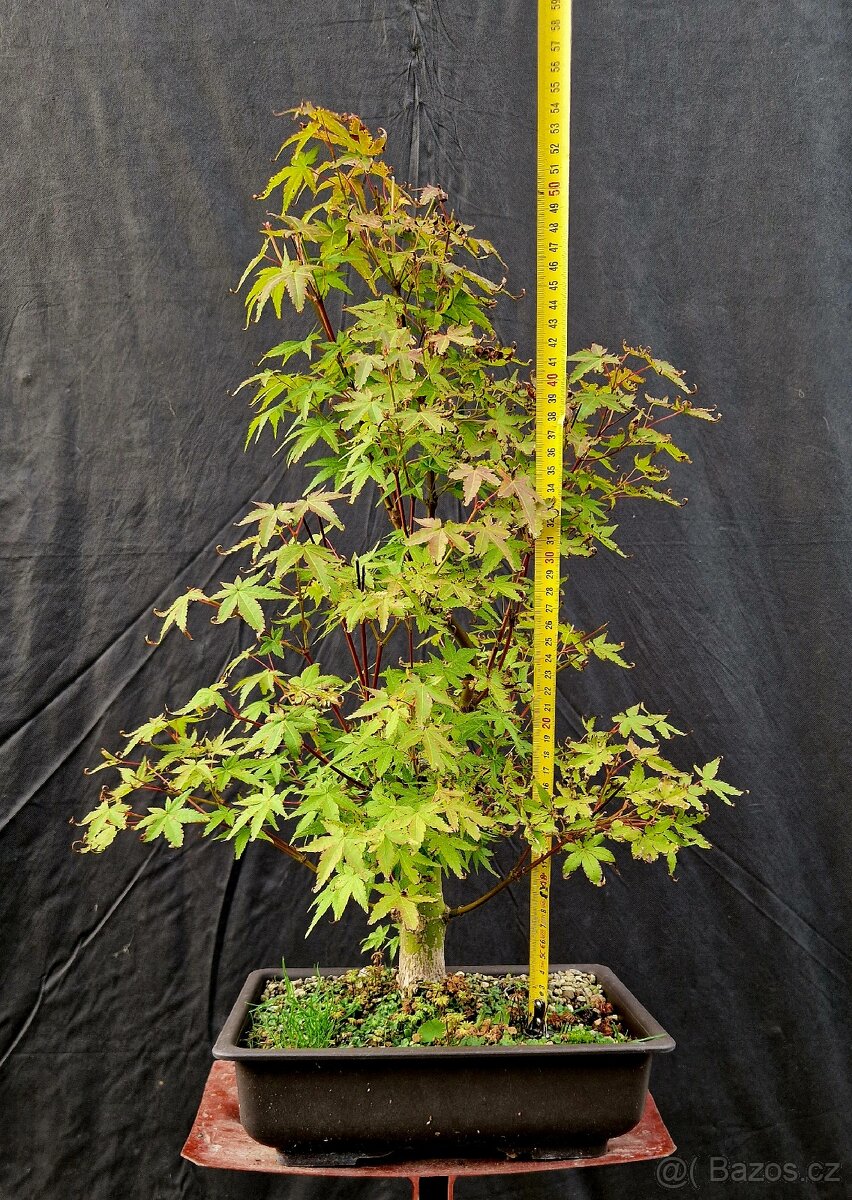 Bonsaj, Bonsai - Acer Palmatum 2 - 4