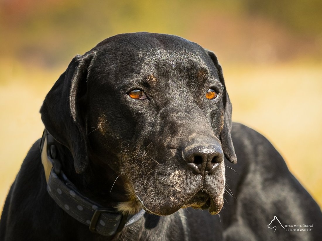 Louisiánský leopardí pes s PP - 4