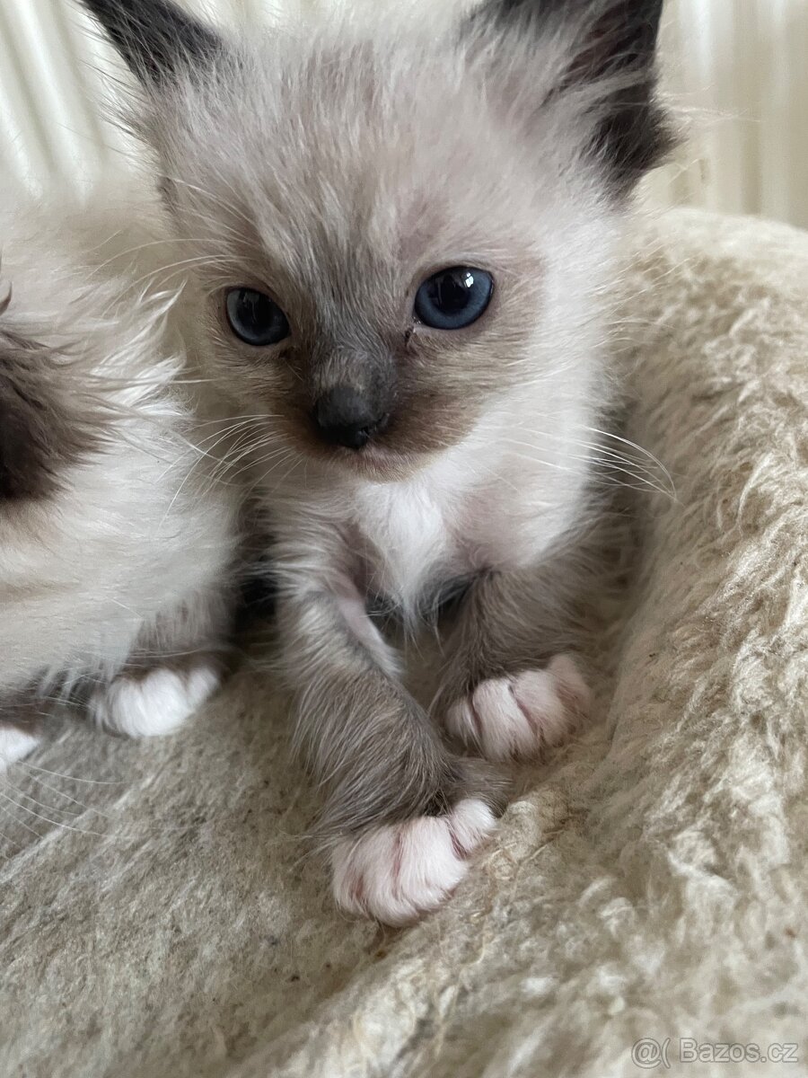 Ragdoll 4 kocourci volní - 4