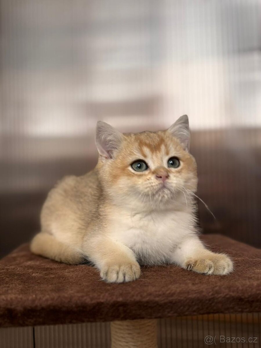 Zlata cincila, britsky kluk s PP-BRI ny11, k odbery hned - 4