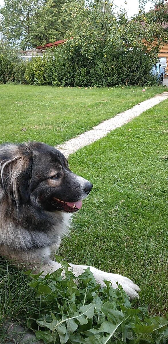 Kavkazský Pastevecký pes - krytí - 4