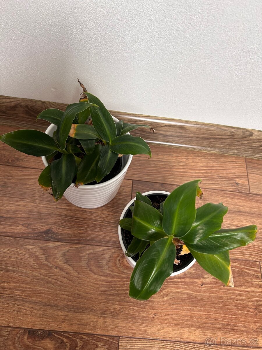 Rostliny pokojové pepřinec banán anturie aglaonema - 4