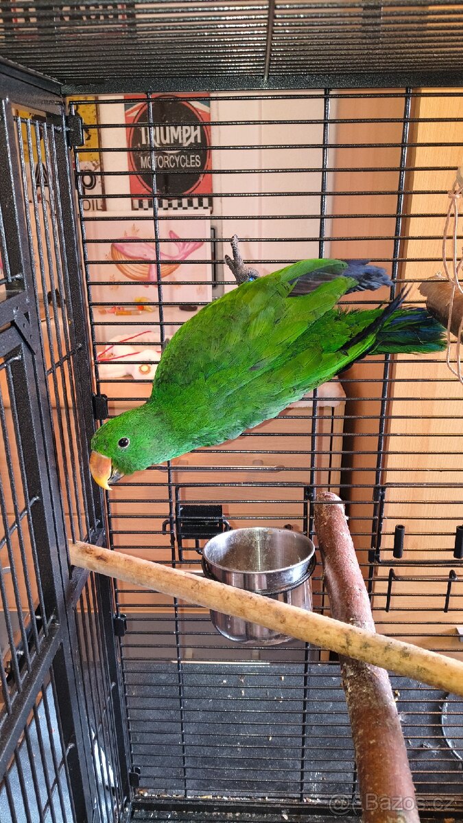 Papoušek Eklektus, ručně dokrmený - 4