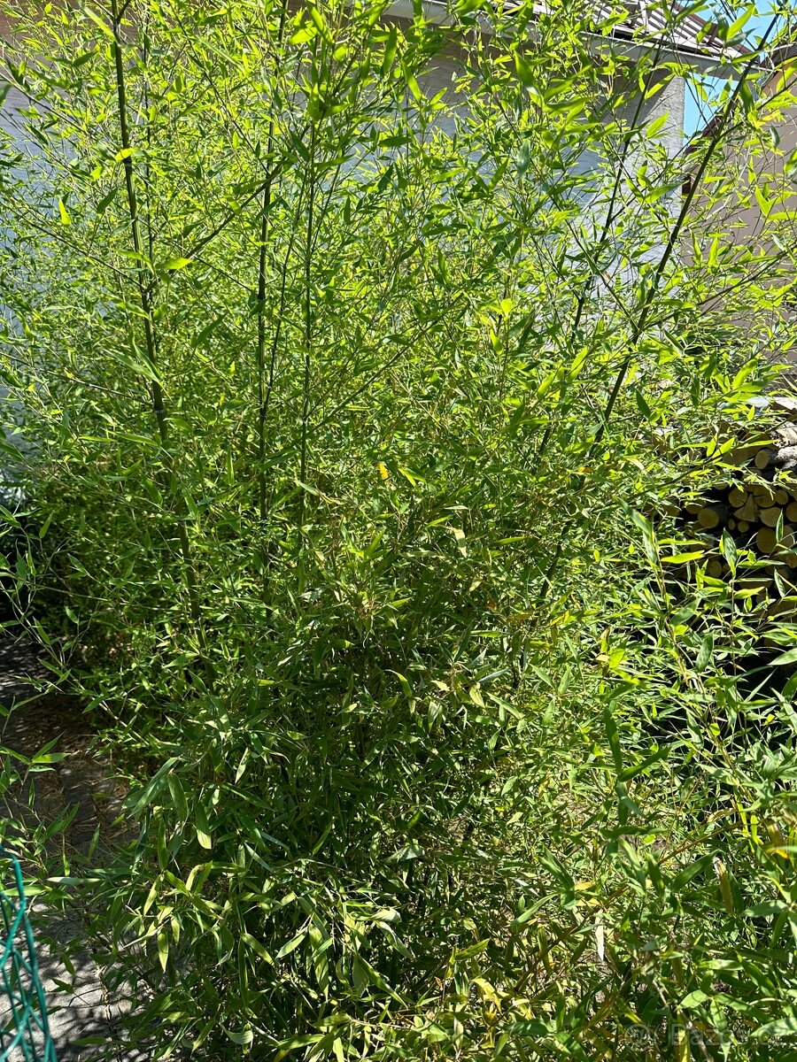 Zahradní bambus - 4