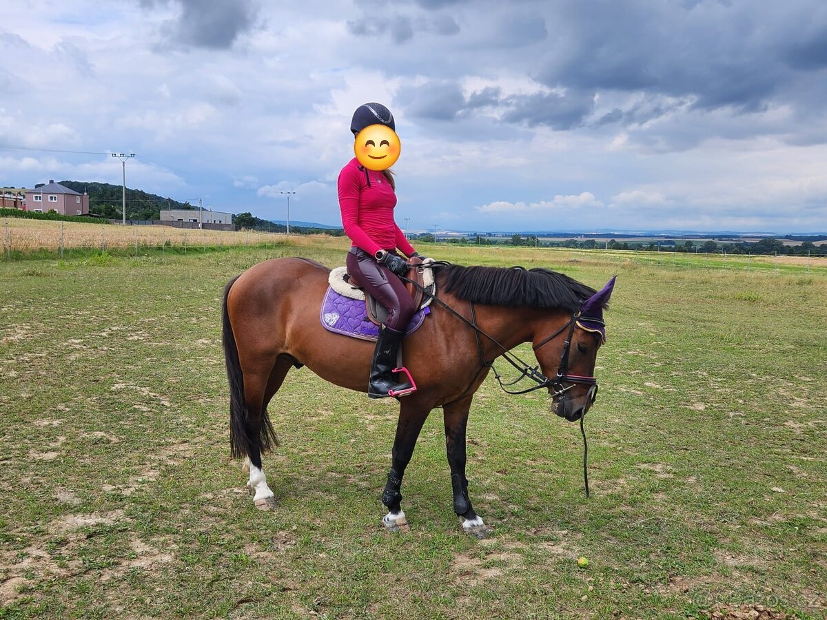 Charakterni valášek Hucul - 4