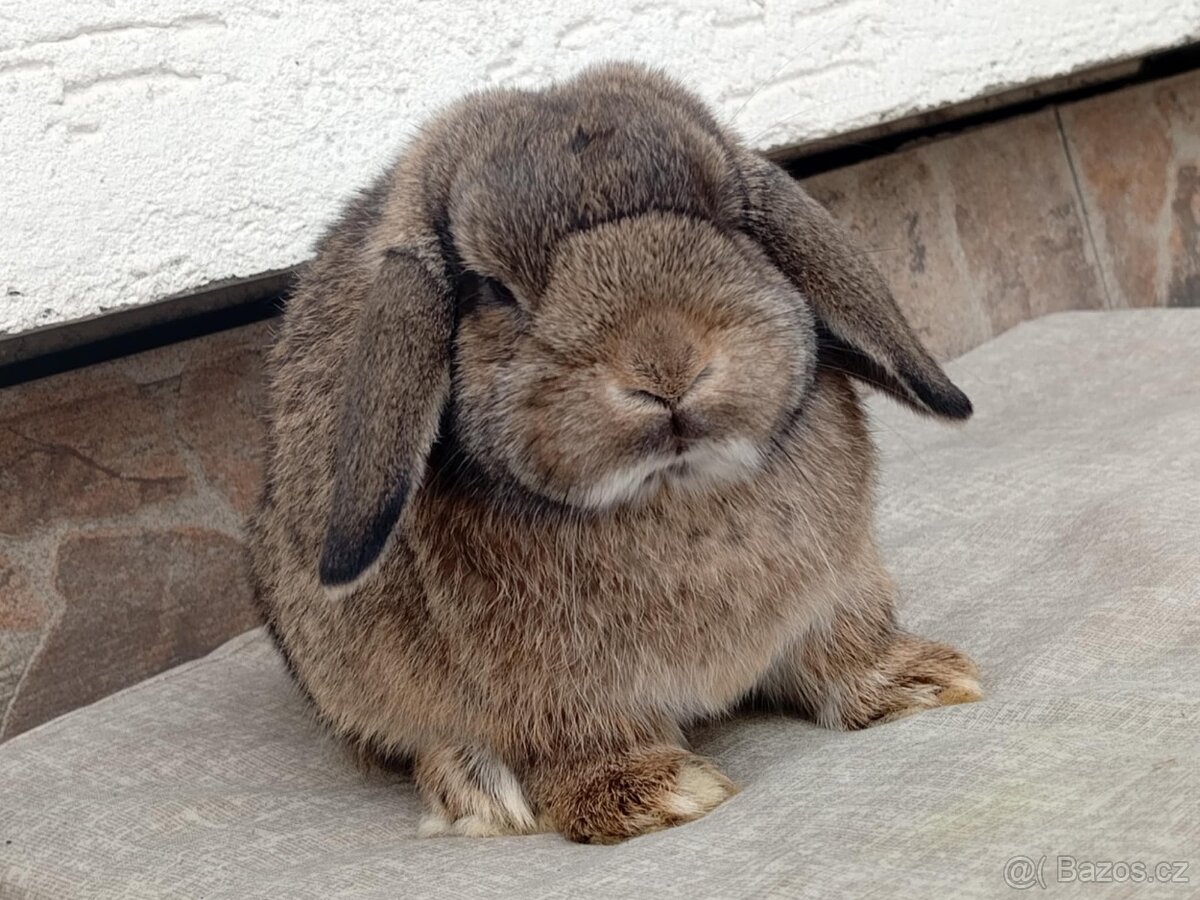 Volná samička - Anglický Zakrslý Beránek MiniLop🍑 - 4