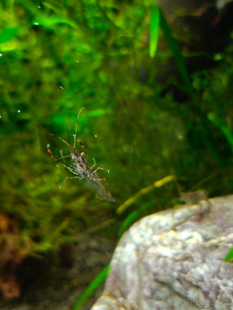 Kreveta čokoládová-Macrobrachium dayanum - 4