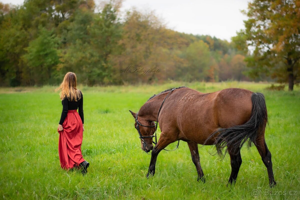 Valach na rekreaci slovensky športový pony 150vkh - 4