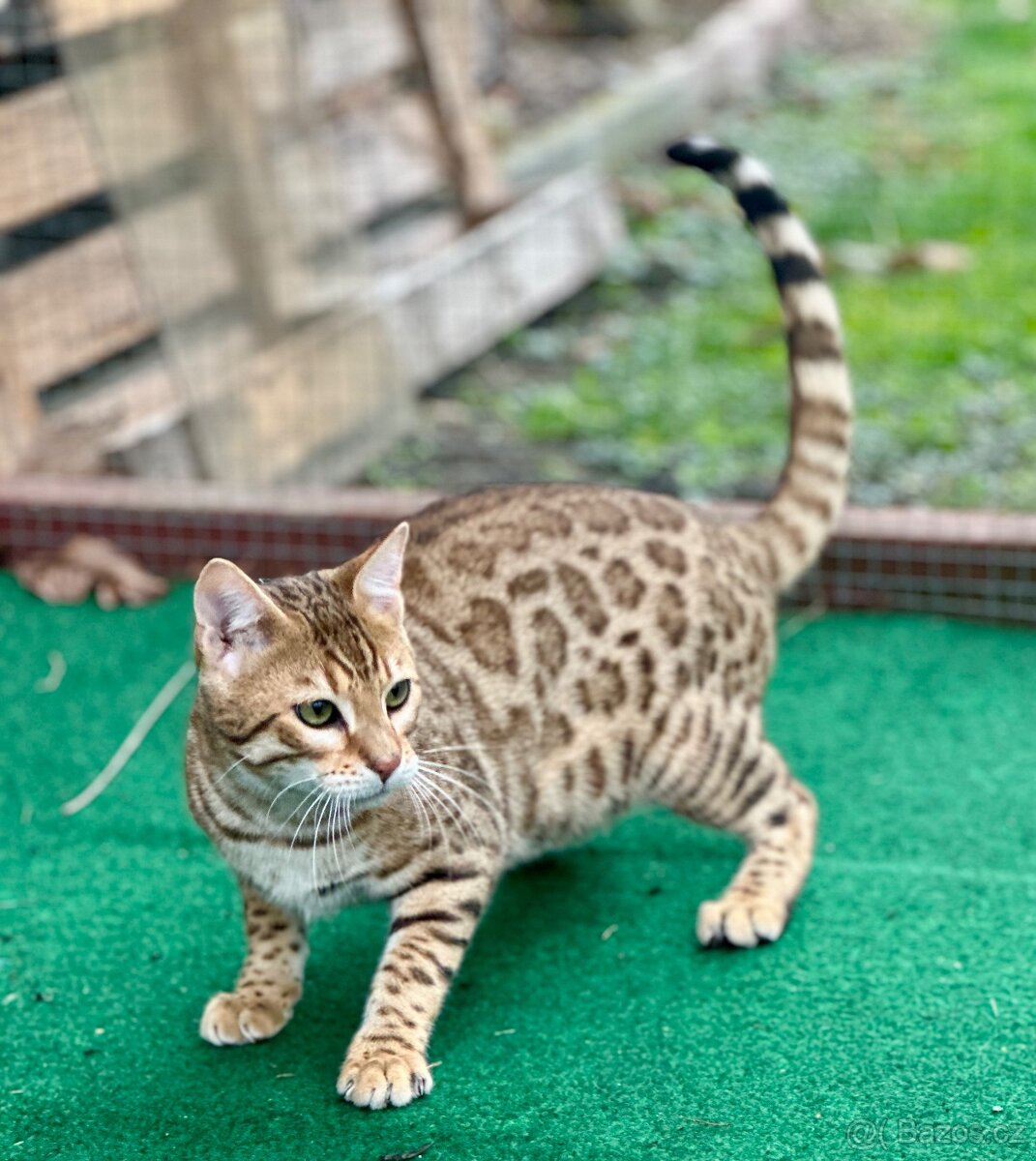 Bengálská kočka s PP - 4