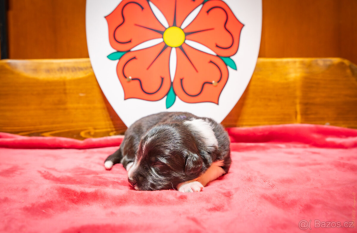 Border kolie s PP: - 4