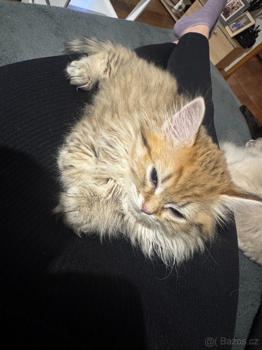 Koťátko Chloe - 4