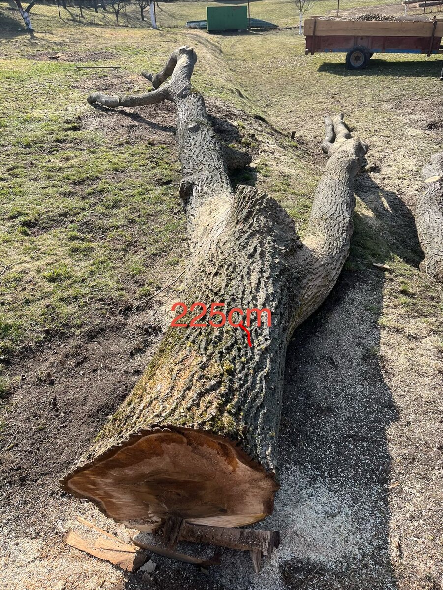 Kmen Ořechu - 4
