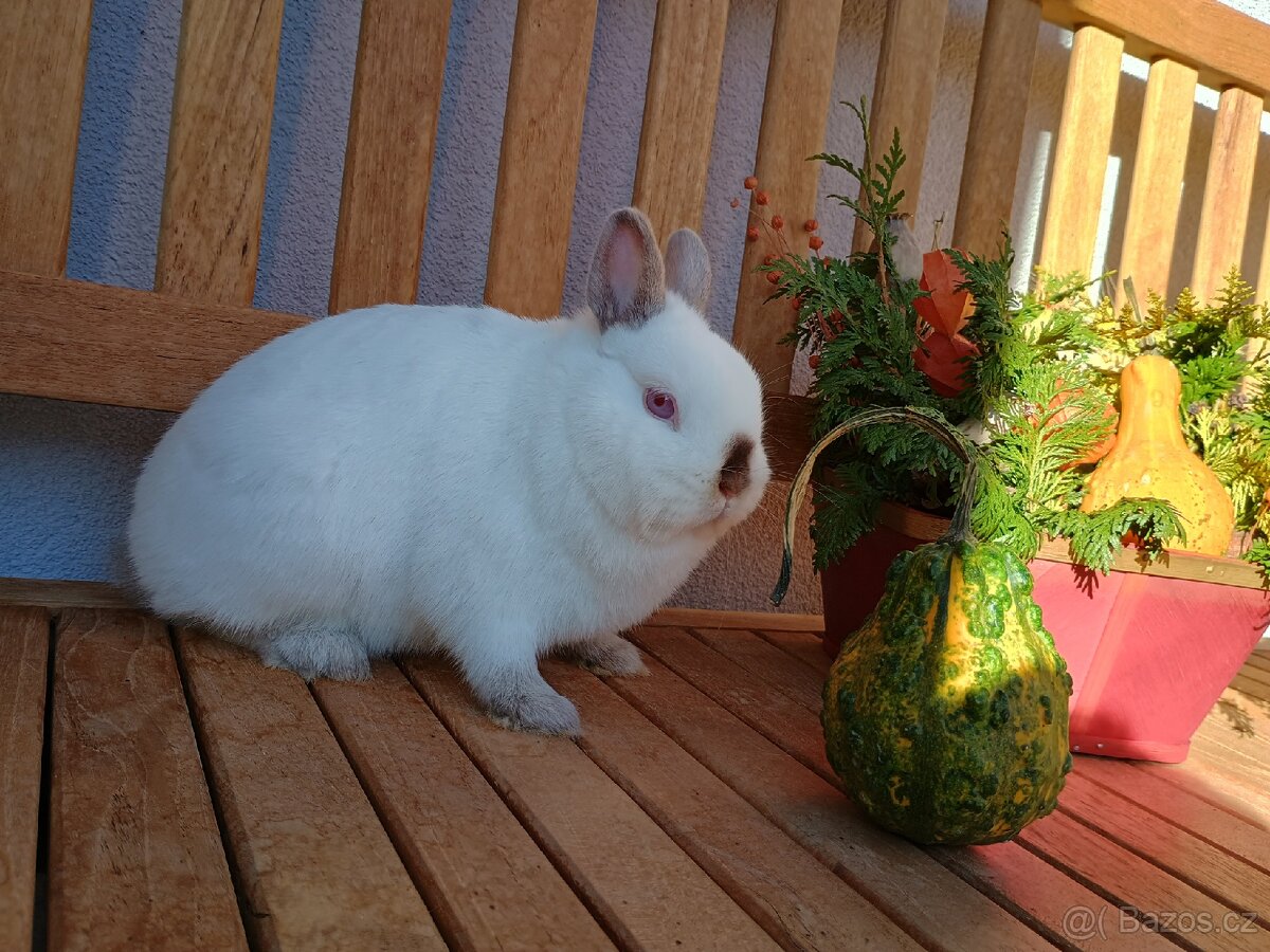 Zakrslá samička mazlíček mini - 4