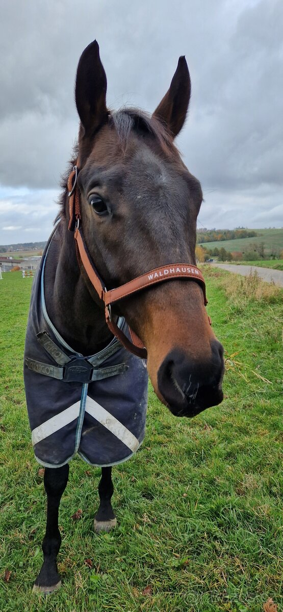 Pronájem koně na rekreaci - 4