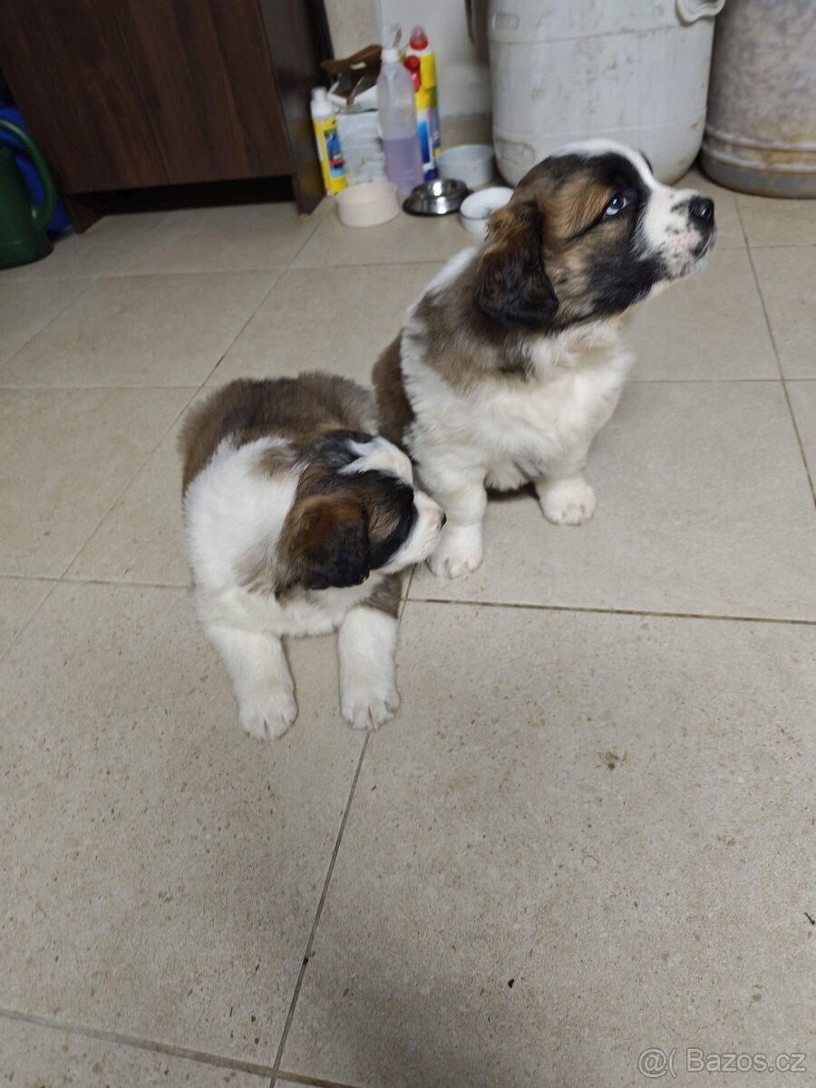 Predam steniatka Moskovsky Strazny Pes - 4