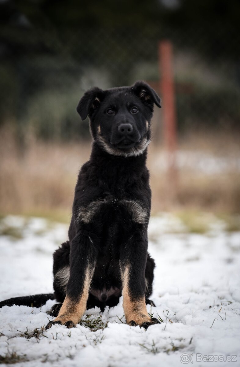 Štěně pes německý ovčák - 4