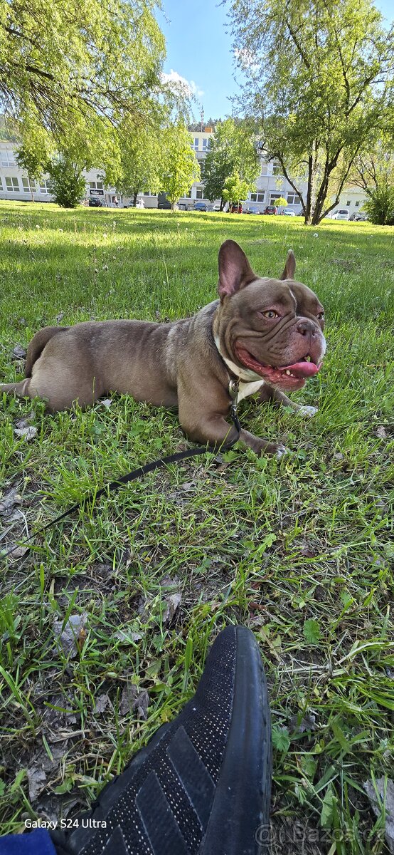 American bully exotic micro - 4