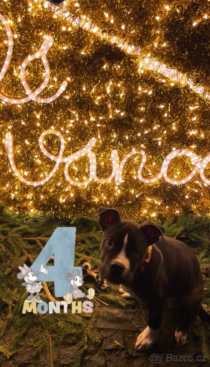 7měsíčnó štěně - 4