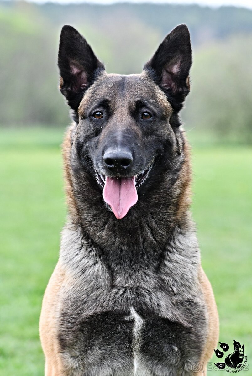 Belgický ovčák malinois - 4
