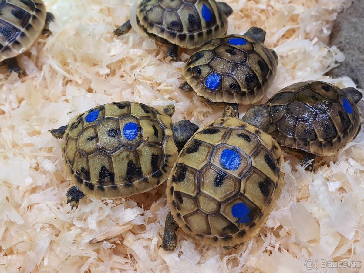 prodám mláďata želva zelenavá a vroubená - 4