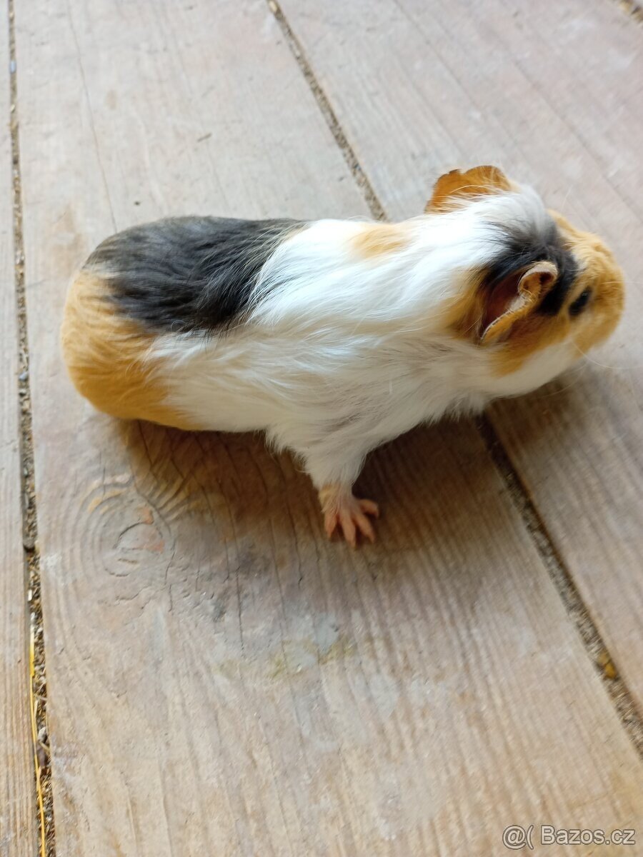 Morčata - samečci - 4